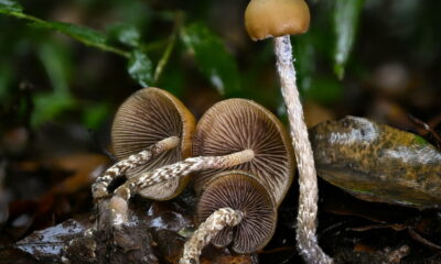 Exploration de l'effet d'entourage dans les champignons psychédéliques