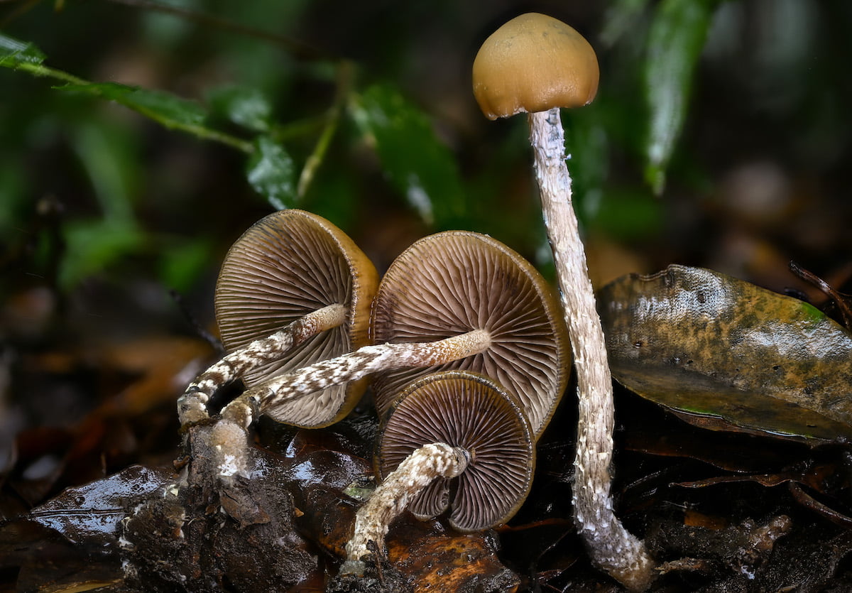 Exploration de l'effet d'entourage dans les champignons psychédéliques