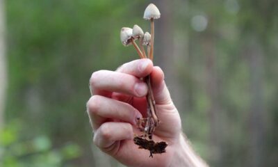 L'effet d'association dans les champignons : La psilocybine naturelle pourrait être plus performante que la synthétique