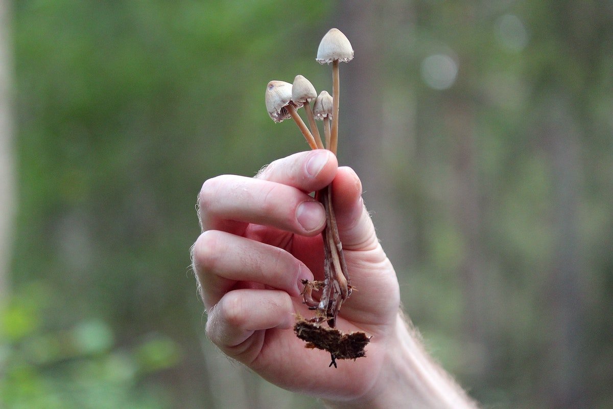 L'effet d'association dans les champignons : La psilocybine naturelle pourrait être plus performante que la synthétique