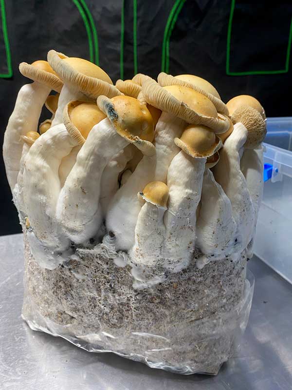 Kit de culture de champignons