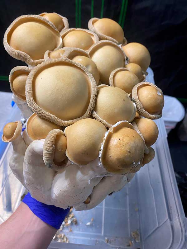 Kit de culture de champignons à domicile